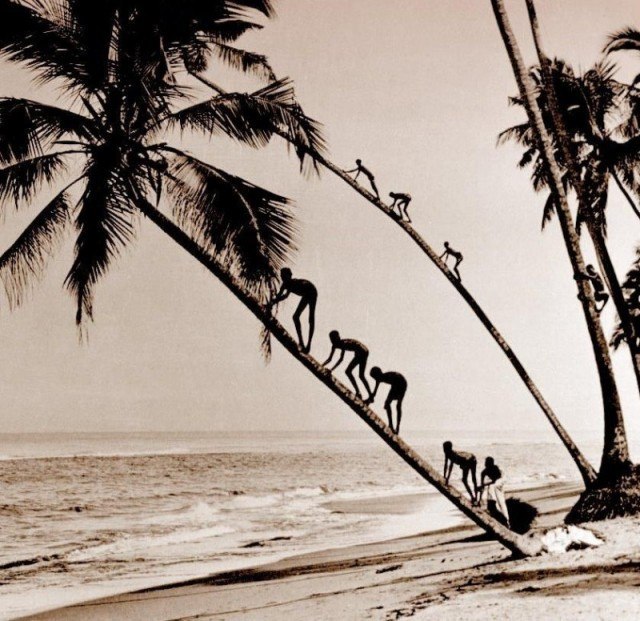کودکان در سریلانکا  در سال 1920 برای نارگیل از درختان بالا می روند،